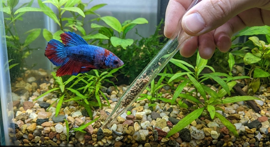 ベタの餌の量は1日何粒？適正回数と長生きさせる与え方のコツ | THE AQUA LAB