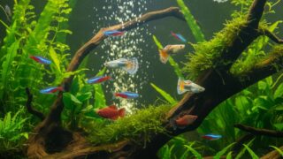 アクア・ギャラリー