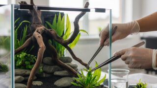 水槽セットアップ