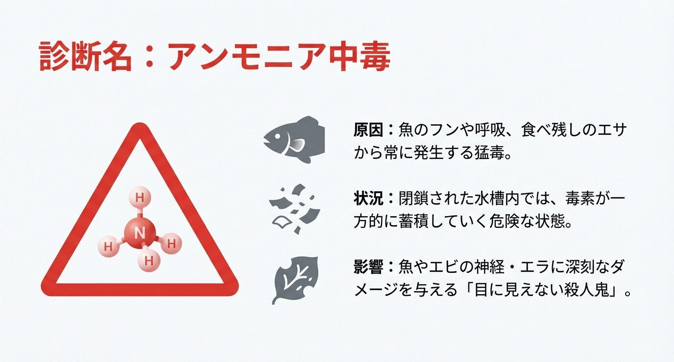 アンモニア中毒の診断スライド。原因はフン・呼吸・食べ残し、閉鎖空間で蓄積し、魚やエビの神経とエラに深刻なダメージを与えると説明。