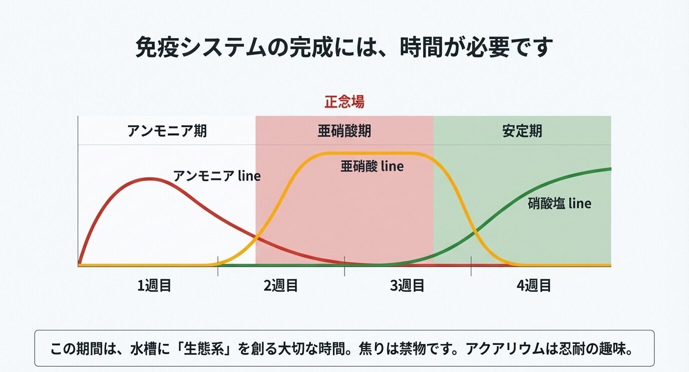 水槽立ち上げ初期は、アンモニアが先に上がり、その後亜硝酸がピーク、最後に硝酸塩が増えて安定する流れを週単位のグラフで示すスライド。
