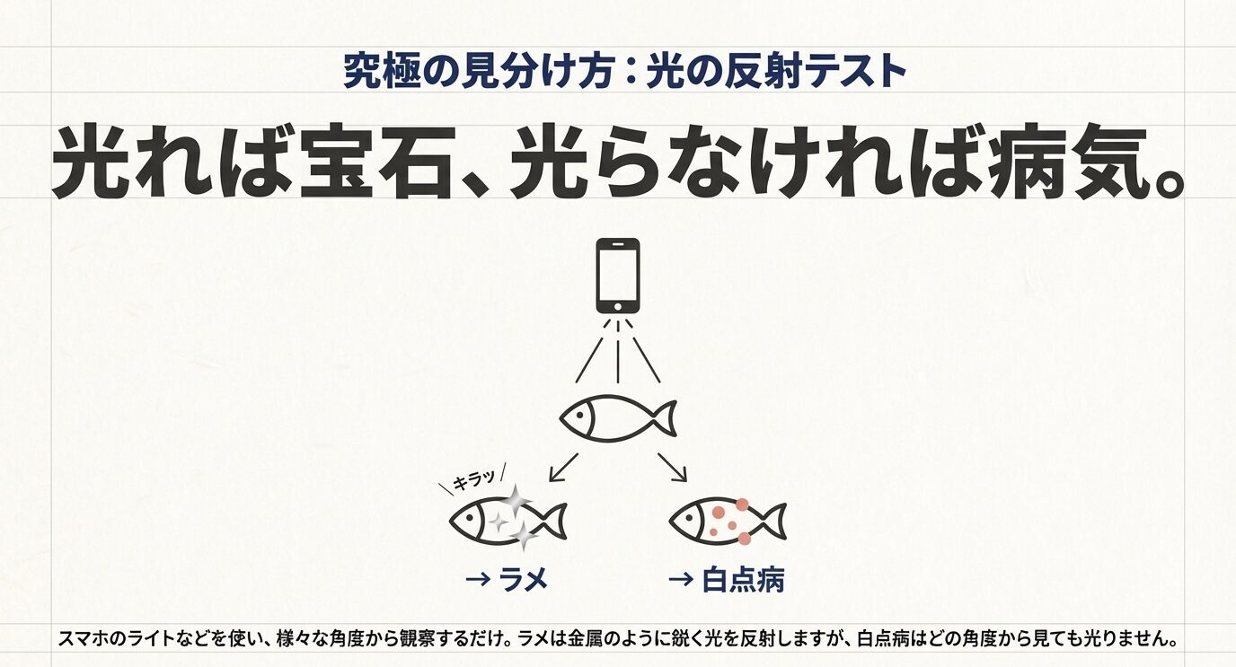 スマホのライトでメダカを照らし、ラメは反射し白点病は光らないことを示した見分け方の図解