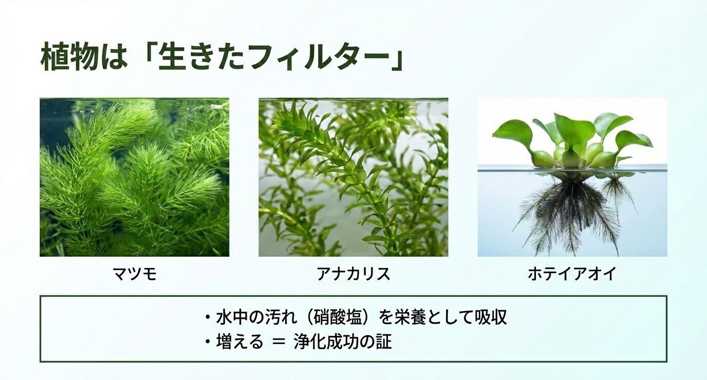 マツモ・アナカリス・ホテイアオイなどを例に、植物が硝酸塩などの栄養を吸収して水を浄化し、増えるほど浄化が進むことを示す。