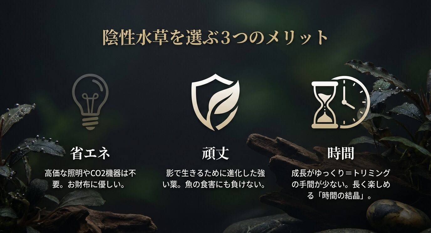 「陰性水草を選ぶ3つのメリット」として、省エネ(高価な照明やCO2機器は不要)、頑丈(強い葉で食害にも強い)、時間(成長がゆっくりで手間が少ない)を3アイコンで示す。