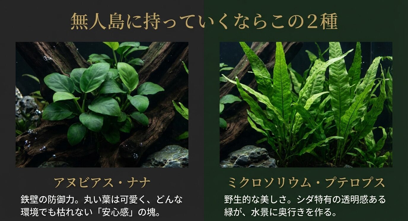 「無人島に持っていくならこの2種」として、アヌビアス・ナナとミクロソリウム・プテロプスの写真と特徴(枯れにくさ・奥行きを作る野生的な美しさ)を並列で紹介。