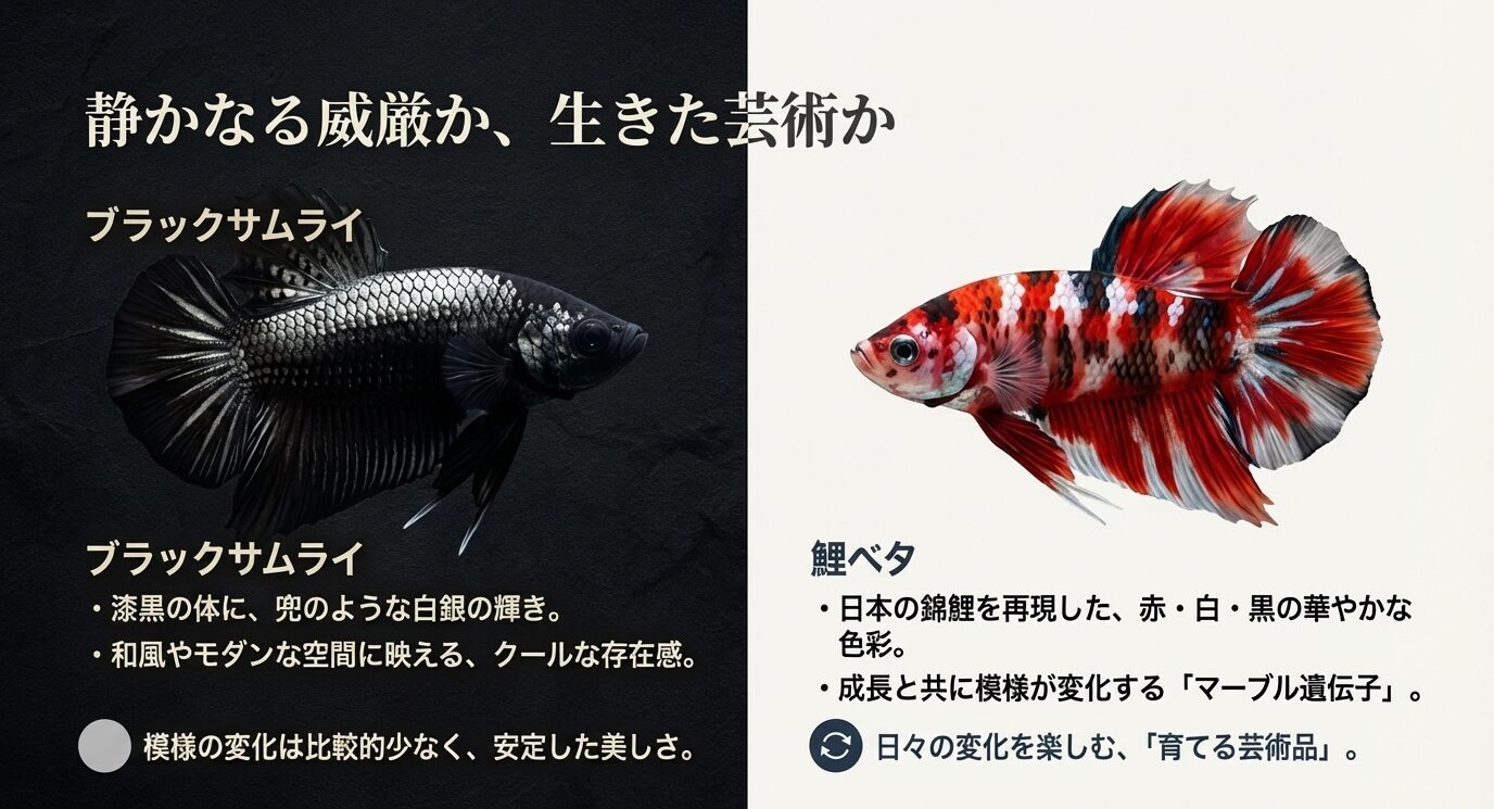 左にブラックサムライ(黒×白銀)、右に鯉ベタ(赤白黒)の写真を並べ、それぞれの印象や模様変化の特徴を比較しているスライド。