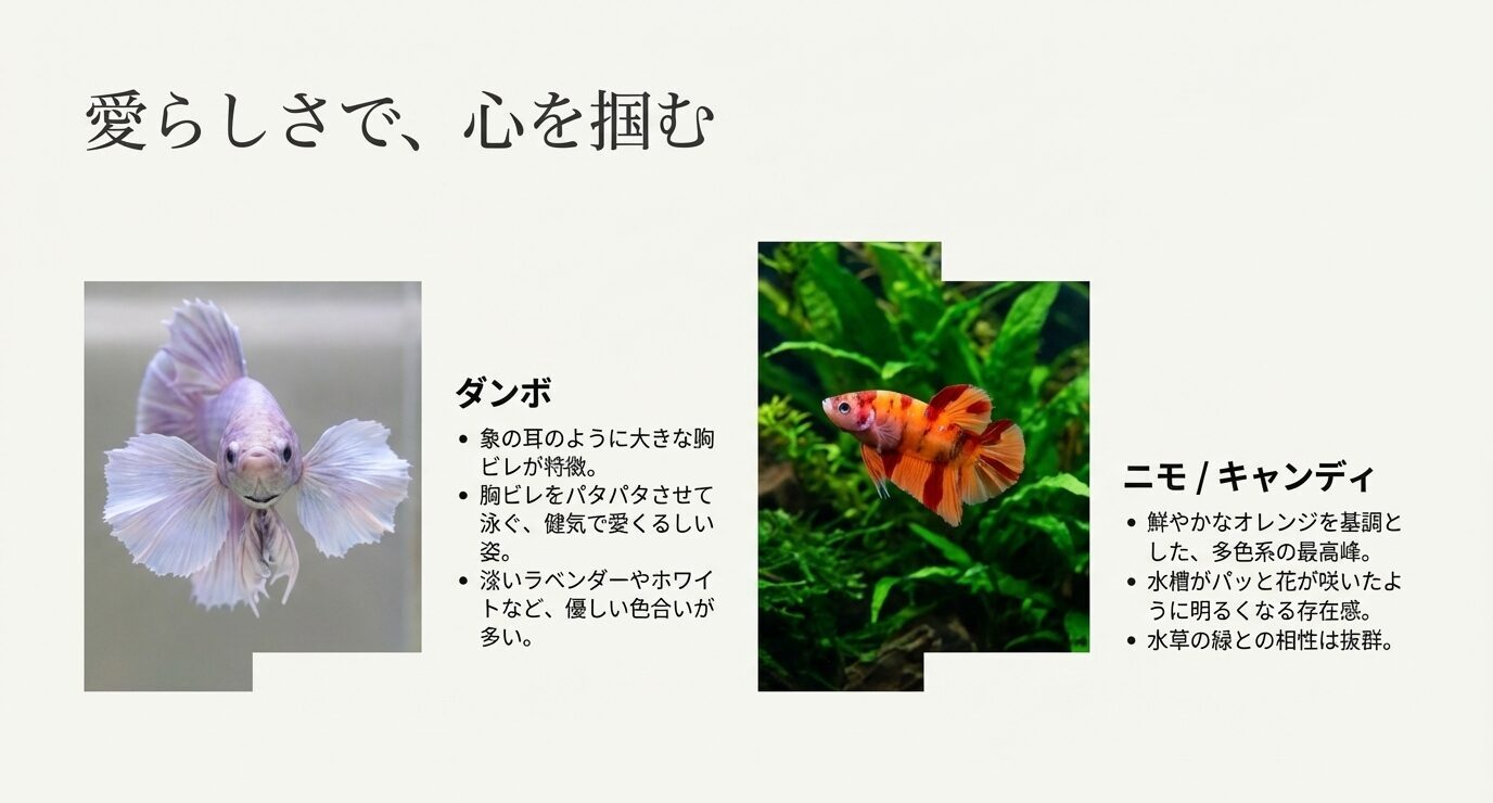 大きな胸ビレが特徴のダンボと、オレンジ基調のニモ/キャンディカラーのプラカットを写真付きで紹介し、魅力を箇条書きで説明したスライド。