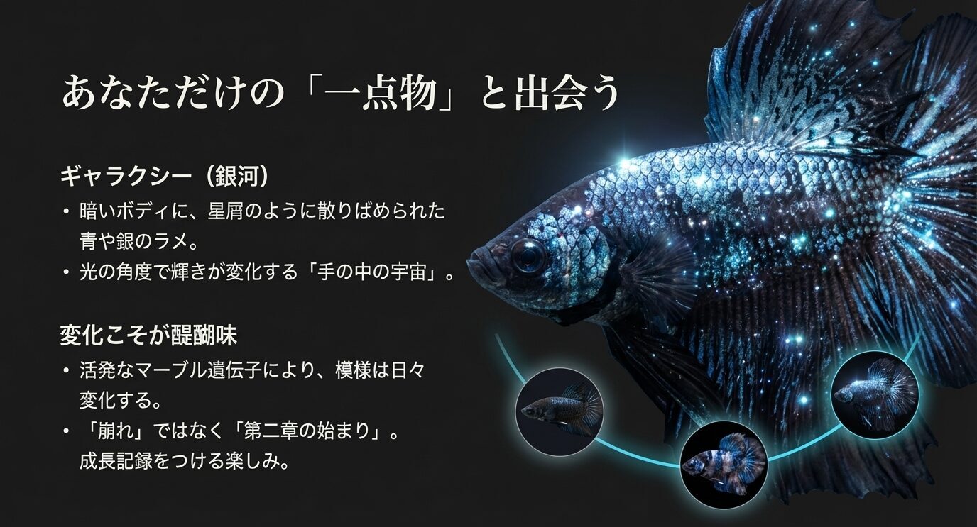暗い体色に青銀のラメが輝くギャラクシーの写真と、マーブル遺伝子により模様が日々変化することを「楽しみ」として紹介するスライド。