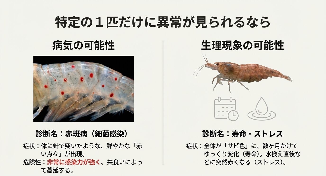 左に体表の赤い点々があるエビ(赤斑病の可能性)、右にサビ色のエビ(寿命・ストレスの可能性)を並べ、症状の違いと感染力の注意を示すスライド。