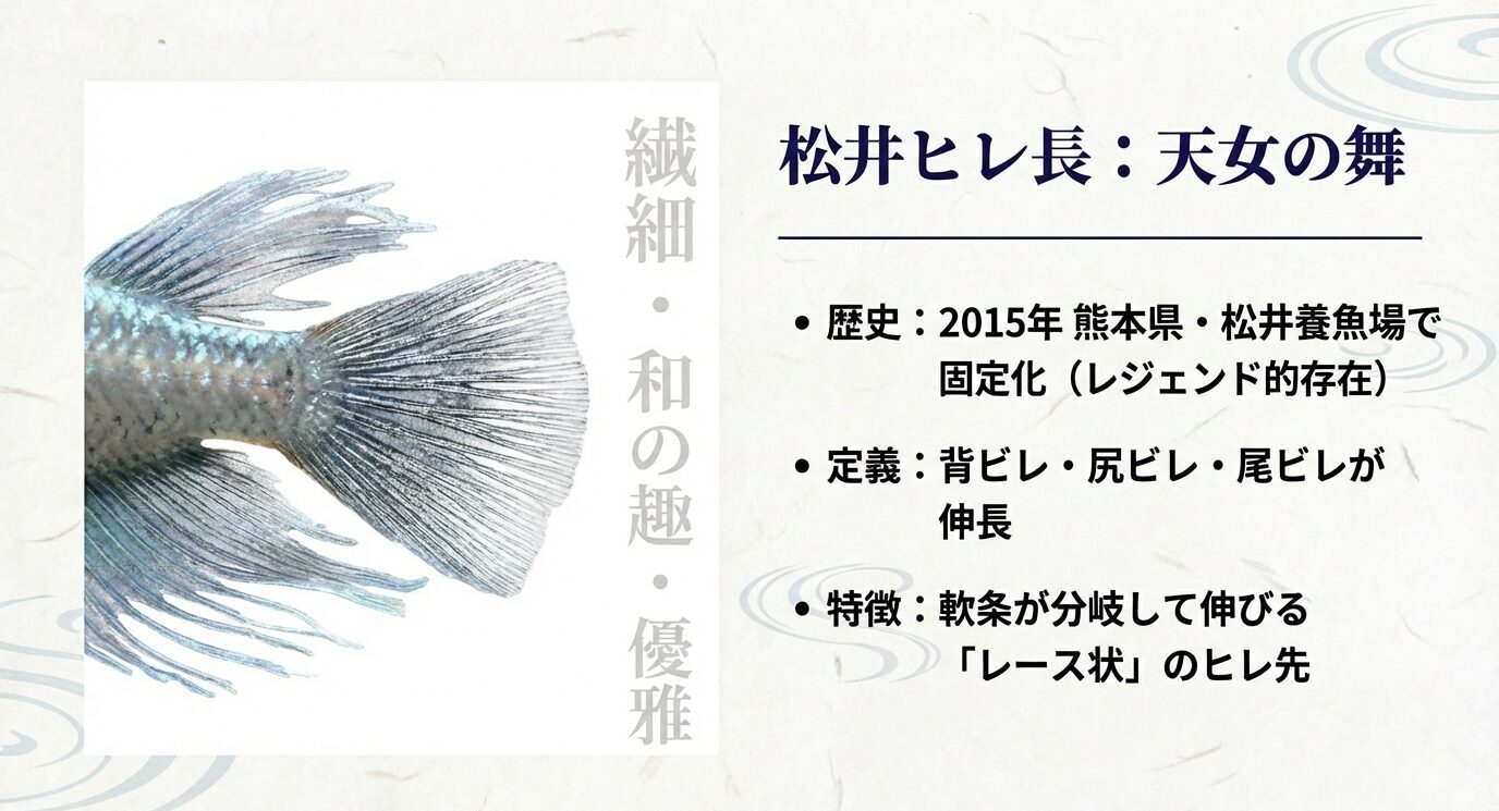松井ヒレ長(天女の舞)の定義。背ビレ・尻ビレ・尾ビレが伸長し、軟条が分岐してレース状になる特徴を解説。