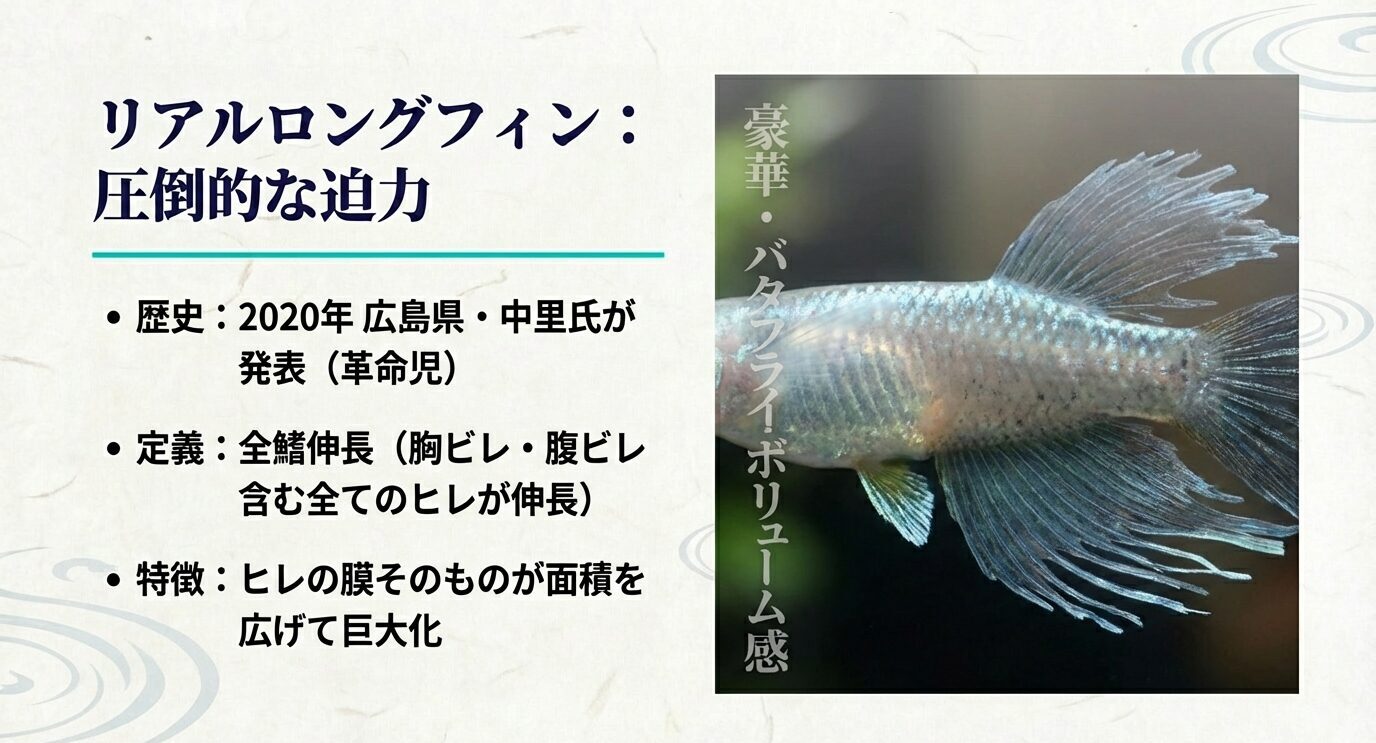 リアルロングフィンの定義。胸ビレ・腹ビレを含む全鰭が伸長し、ヒレの膜そのものが巨大化する圧倒的な迫力を解説。