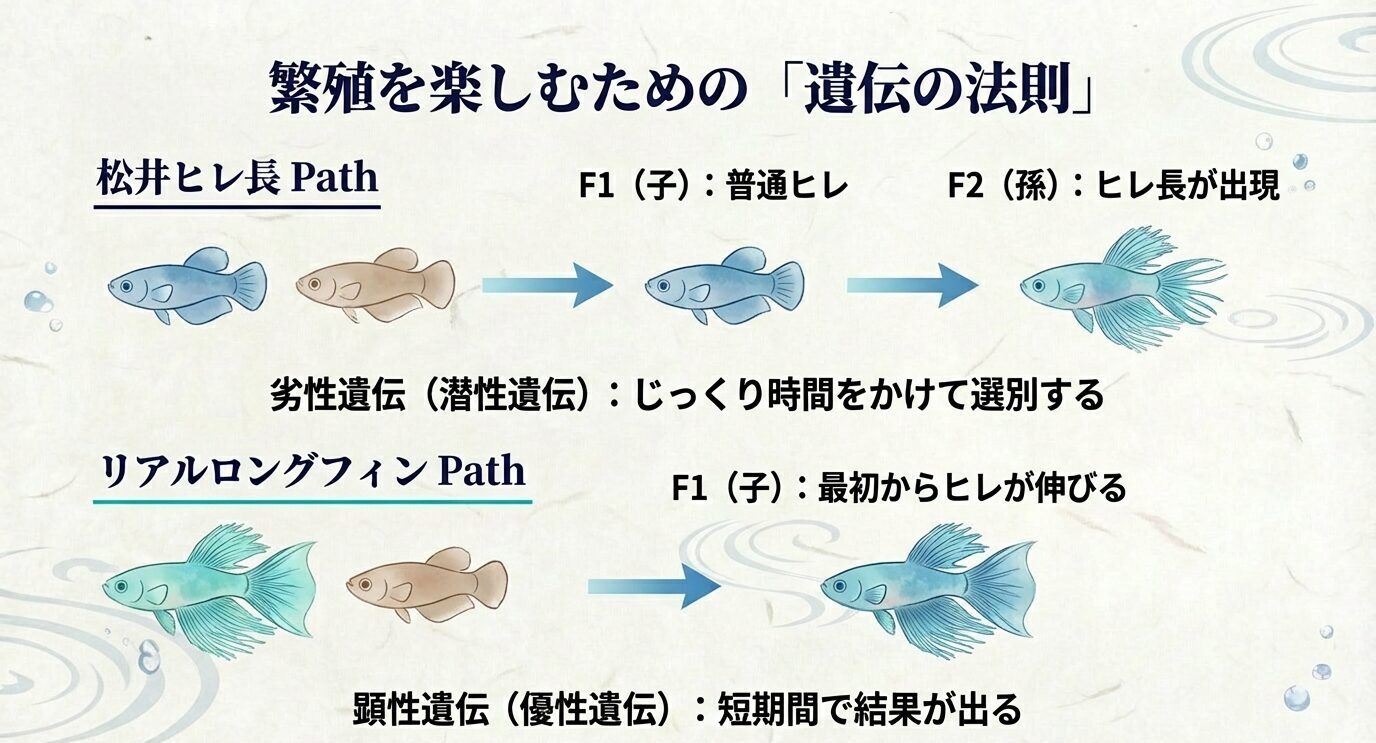 松井ヒレ長の劣性遺伝(F2で出現)と、リアルロングフィンの顕性遺伝(F1から出現)の違いを解説する図解。