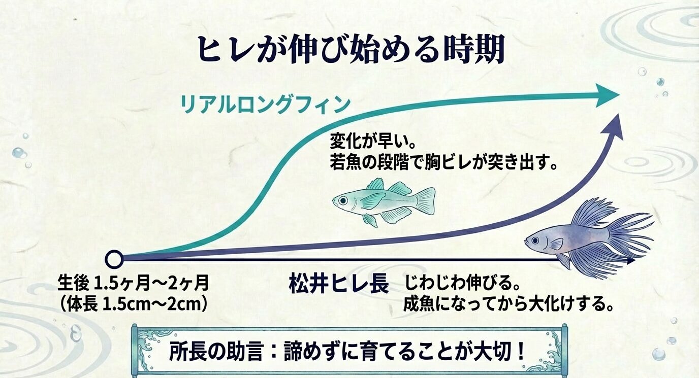 リアルロングフィンは生後1.5〜2ヶ月で変化が早く、松井ヒレ長はじわじわと成魚になってから大化けすることを説明したスライド。