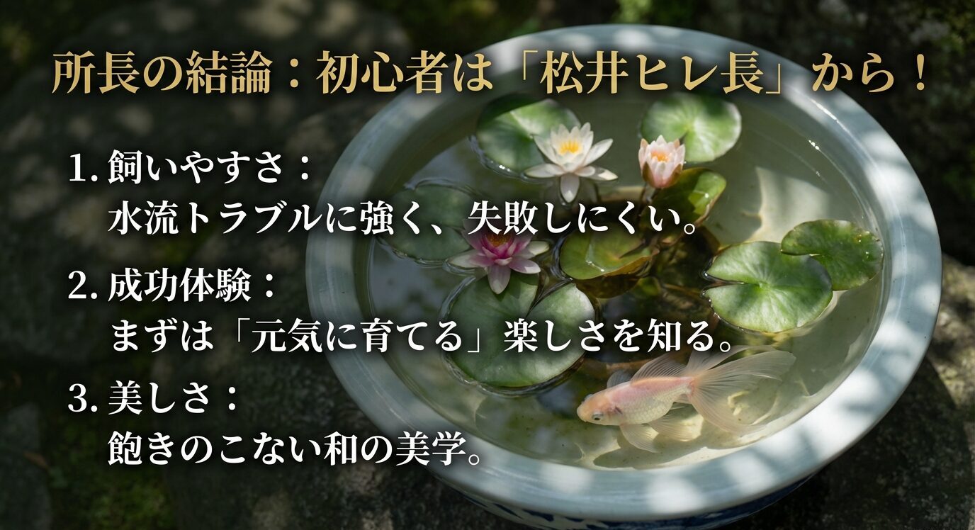 初心者に松井ヒレ長を勧める理由として、飼いやすさ、成功体験、和の美学の3点を挙げたスライド。