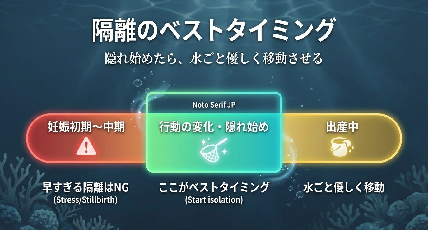 隔離タイミングの目安を3段階で示す図。妊娠初期〜中期は早すぎNG、行動変化・隠れ始めがベスト、出産中は水ごと優しく移動。