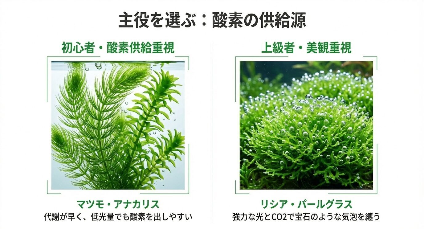 初心者向け(酸素供給重視)は「マツモ・アナカリス」、上級者向け(美観重視)は「リシア・パールグラス」と比較したスライド。左は丈夫で低光量でも出しやすい、右は強光とCO2で宝石のような気泡と説明。