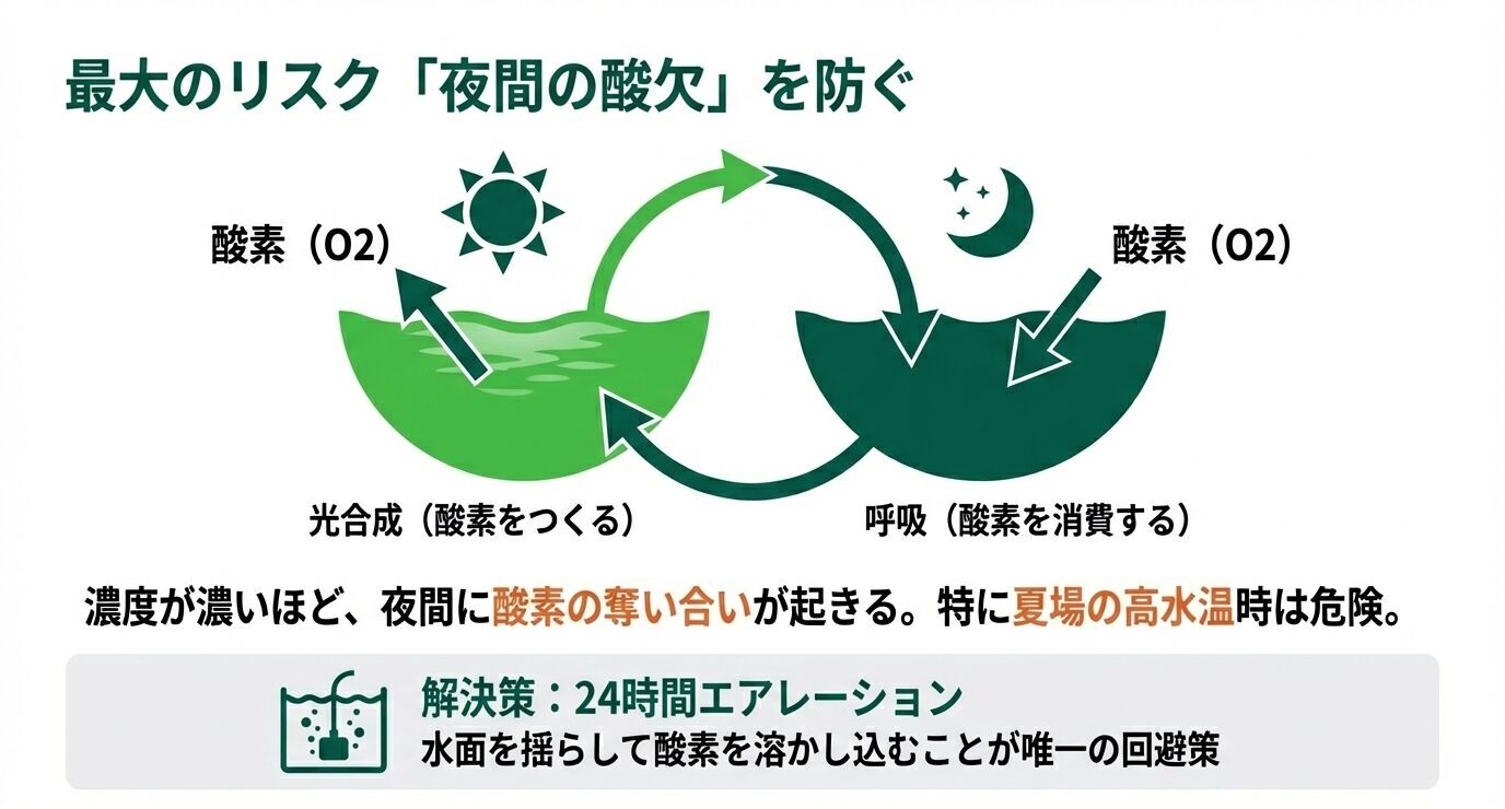 昼は光合成で酸素が増えるが夜は呼吸で酸素を消費し、濃度が高いほど夏場に酸欠が起きやすいことを図で示し、対策は24時間エアレーションで水面を揺らすことと強調するスライド