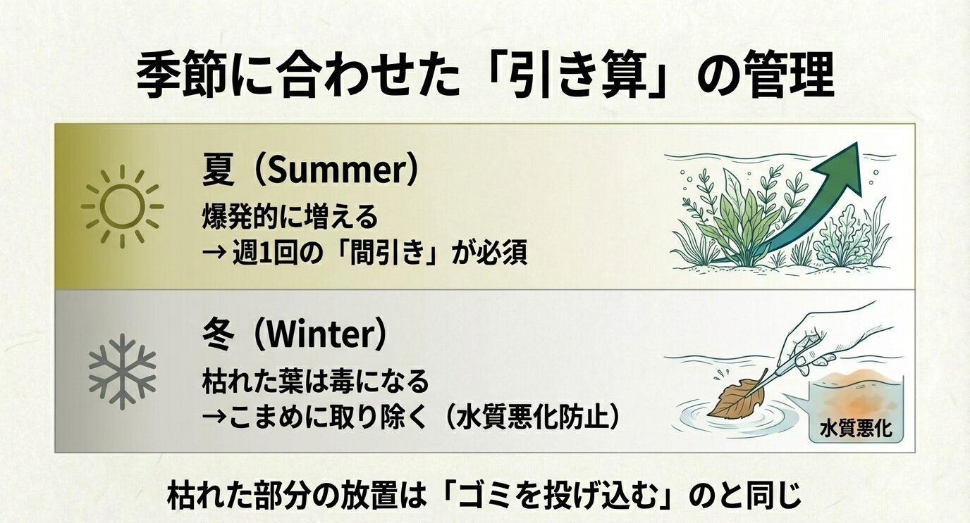 夏は爆発的に増えるため週1の間引き、冬は枯れ葉をこまめに除去し水質悪化を防ぐ、季節別管理の図。
