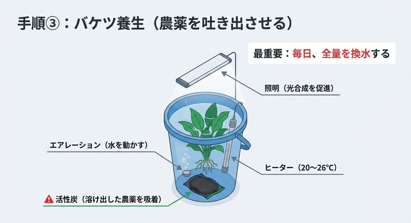 バケツ内で水草を養生する図。最重要は「毎日、全量を換水する」。照明で光合成を促し、エアレーションで水を動かし、ヒーターで20〜26℃を保ち、活性炭で溶出した農薬を吸着する構成を示す。
