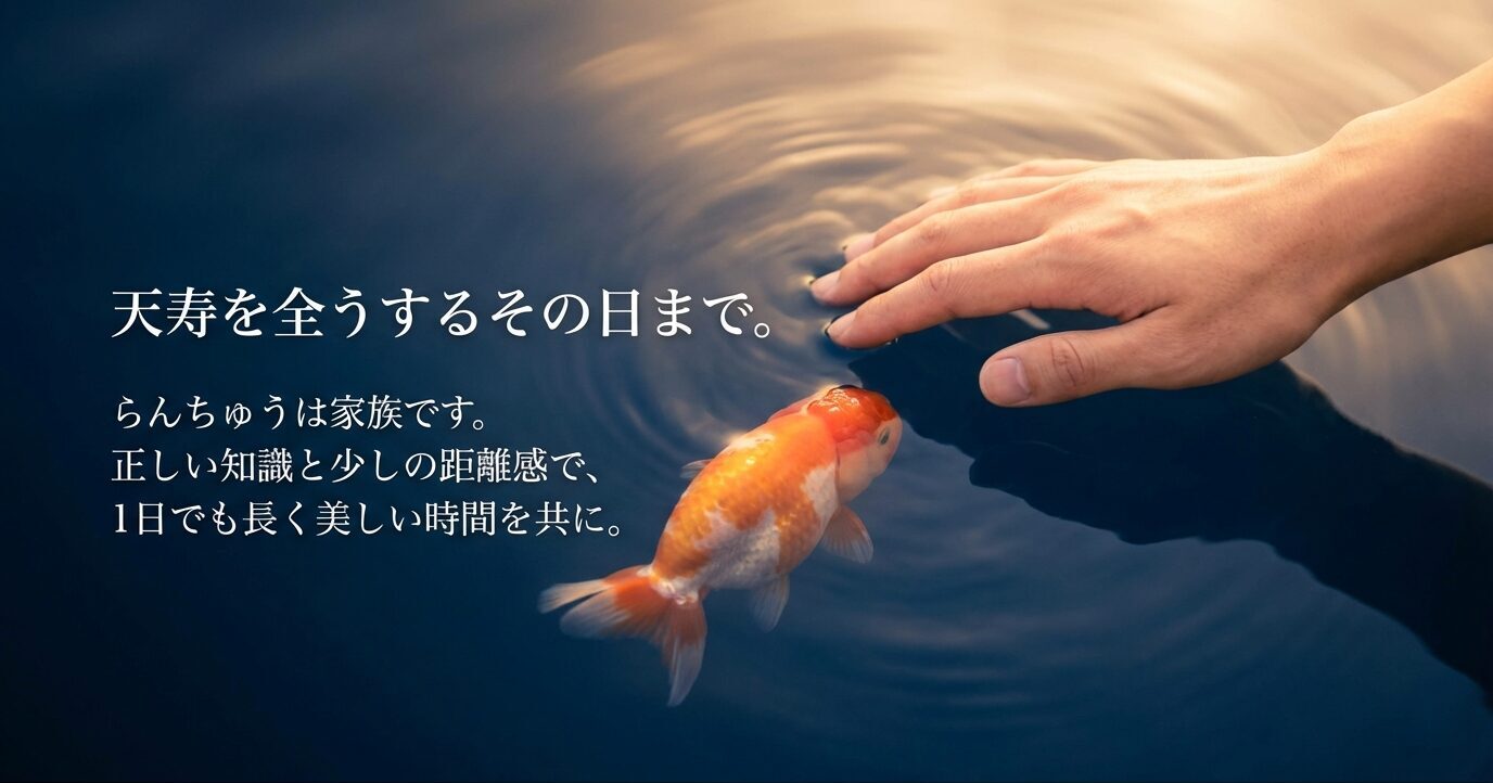 水面に手を添える場面とらんちゅうの写真に「天寿を全うするその日まで。らんちゅうは家族です」という締めのメッセージ。