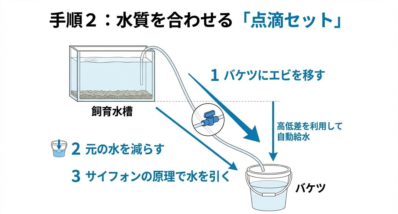 飼育水槽からチューブでバケツへ点滴する図解。エビをバケツに移し、元の水を減らし、サイフォンの原理で給水する流れを示すスライド