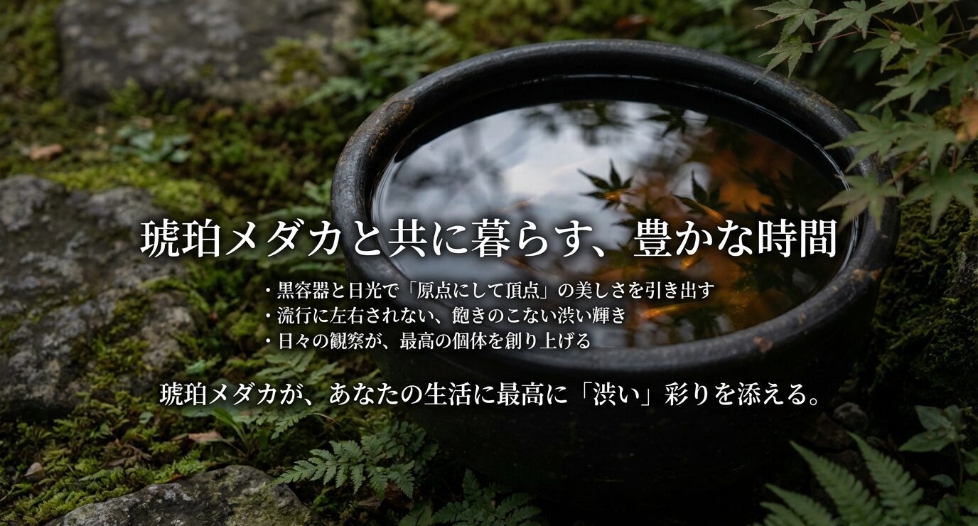 庭の水鉢の写真に「琥珀メダカと共に暮らす、豊かな時間」の文字。黒容器と日光で美しさを引き出す、流行に左右されない渋い輝き、日々の観察が大切というまとめが書かれている。
