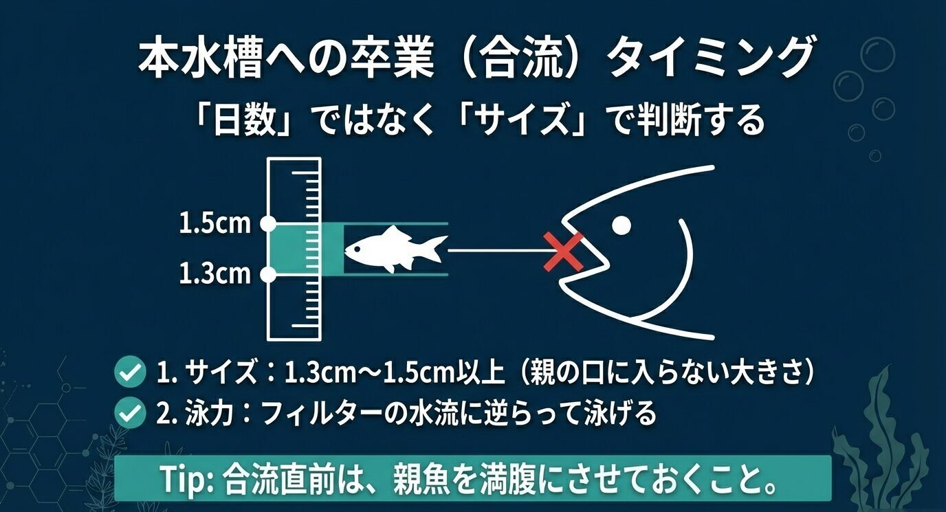 合流は日数ではなくサイズで判断し、目安は1.3〜1.5cm以上で親の口に入らないこと、フィルターの水流に逆らって泳げること。合流直前は親魚に先に給餌するTipを示す。