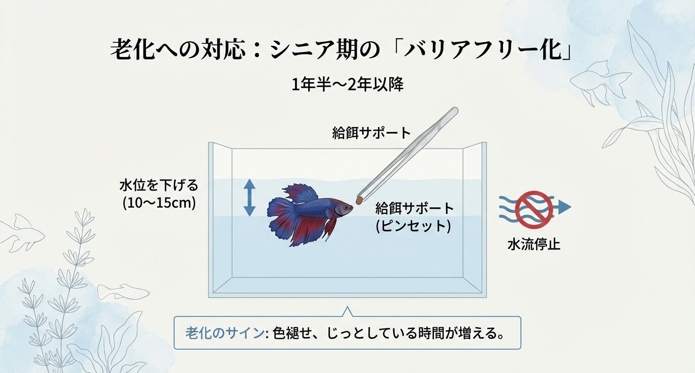 シニア期(1年半〜2年以降)の水槽図。水位を10〜15cmに下げ、ピンセットで給餌サポート、水流停止などを示す。老化サインは色褪せとじっとする時間増加。