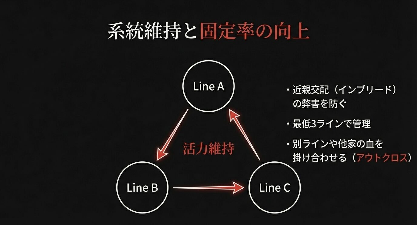 Line A/B/Cの複数ライン管理で活力を維持し、近親交配の弊害を抑えつつ別ラインの血を掛け合わせる考え方を示す。