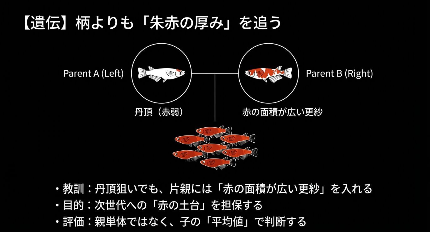 丹頂(赤弱)と赤面積が広い更紗を親にして、次世代の「赤の土台」を確保する図解。丹頂狙いでも片親に更紗を入れる、子の平均値で判断する、という要点が箇条書きで示されている。