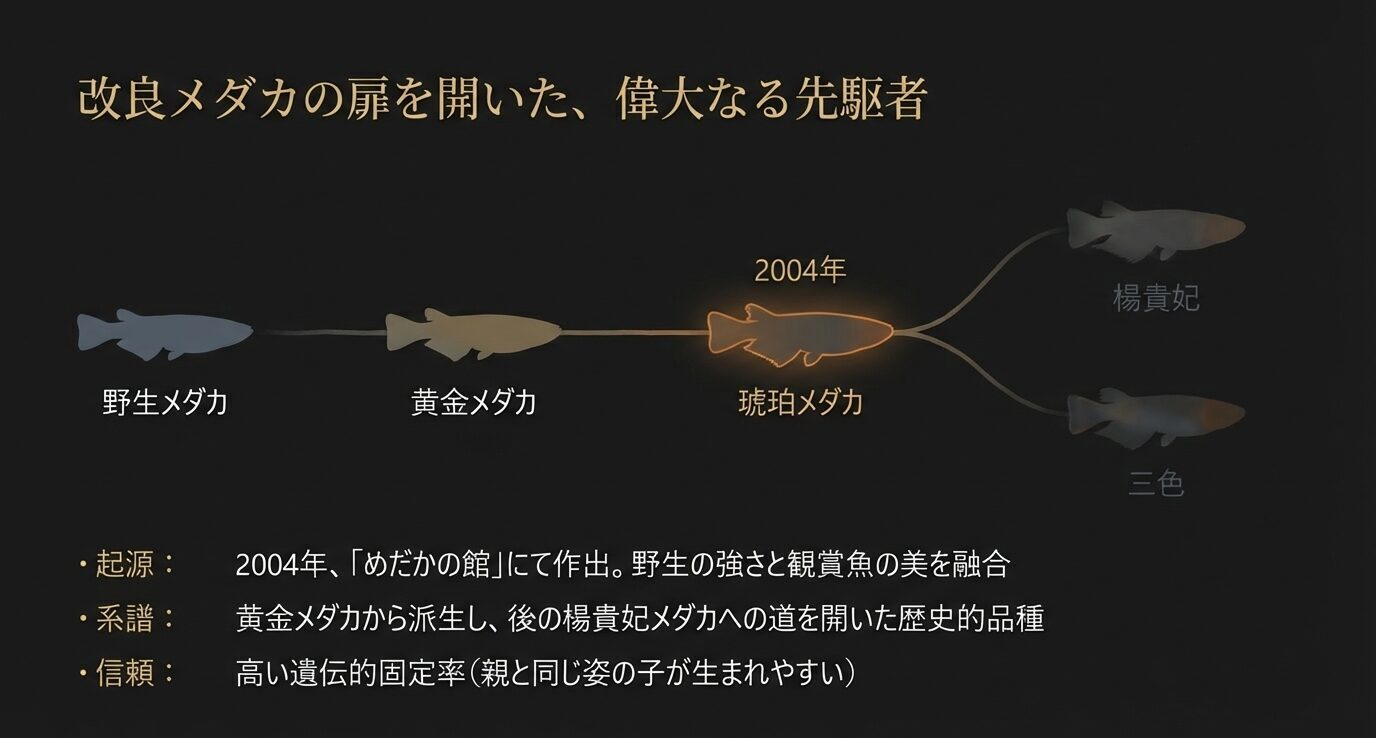 野生メダカ→黄金メダカ→2004年の琥珀メダカ→楊貴妃と三色へ分岐する系統図。めだかの館で作出、高い固定率などの説明がある。