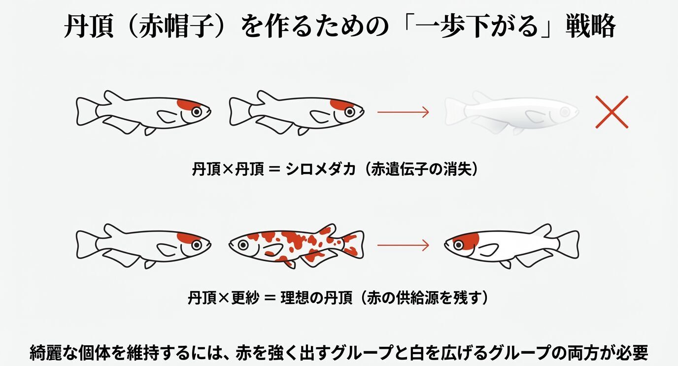 丹頂作出の図解。丹頂×丹頂は白化(赤遺伝子が消失)しやすい。丹頂×更紗で赤の供給源を残し、理想の丹頂を狙う。