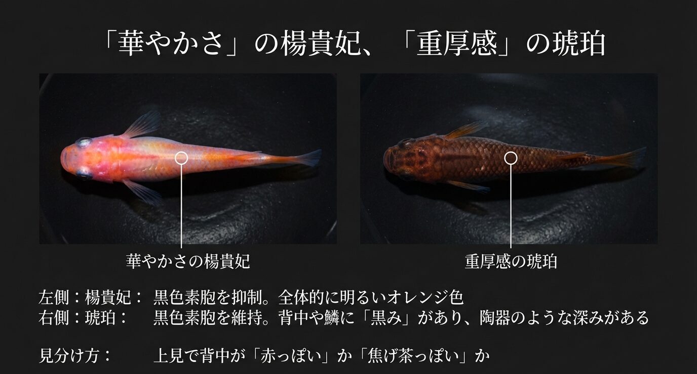 左に楊貴妃、右に琥珀の上見写真。楊貴妃は明るいオレンジ、琥珀は黒みを残した重厚感。背中が赤っぽいか焦げ茶っぽいかで見分けると説明する。