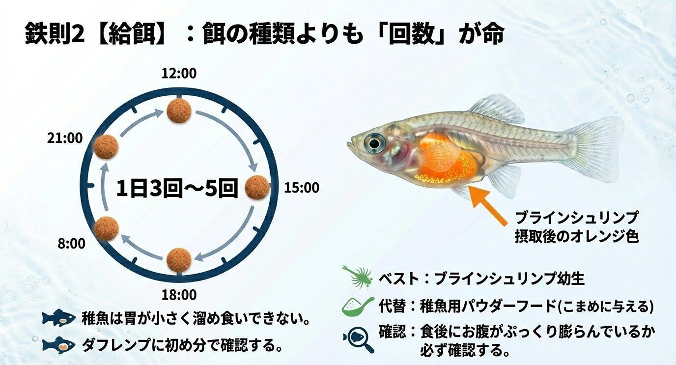 時計の図で「1日3回〜5回」を強調。稚魚の腹部がオレンジ色(ブライン摂取)で示され、ブライン幼生推奨・粉餌はこまめに・腹が膨らむか確認と記載。