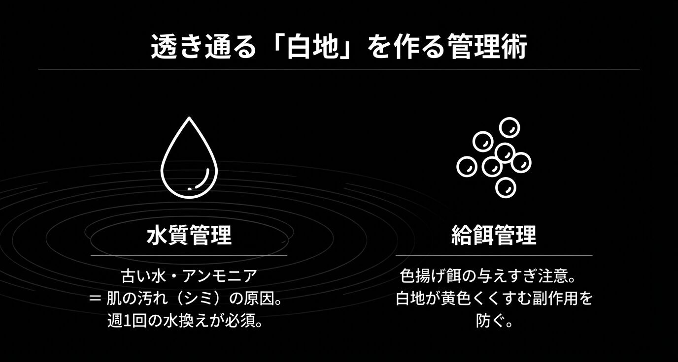 左に水滴アイコンで水質管理(古い水・アンモニアがシミ原因、週1水換え必須)、右に餌アイコンで給餌管理(色揚げ餌の与えすぎで白地が黄ばむ副作用に注意)を示す。