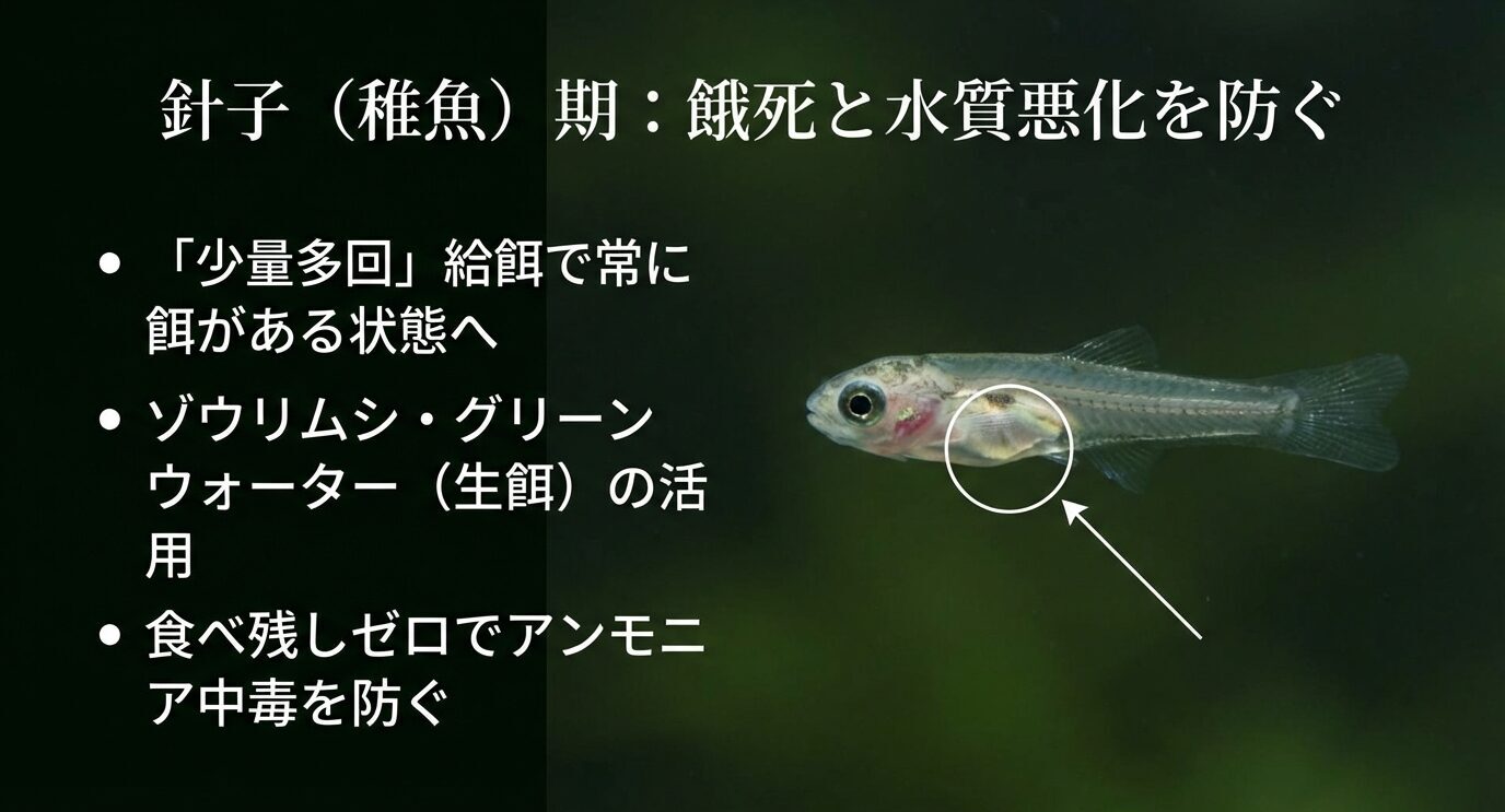針子は少量多回給餌で常に餌がある状態にし、ゾウリムシやグリーンウォーターを活用。食べ残しゼロでアンモニア中毒を防ぐ。