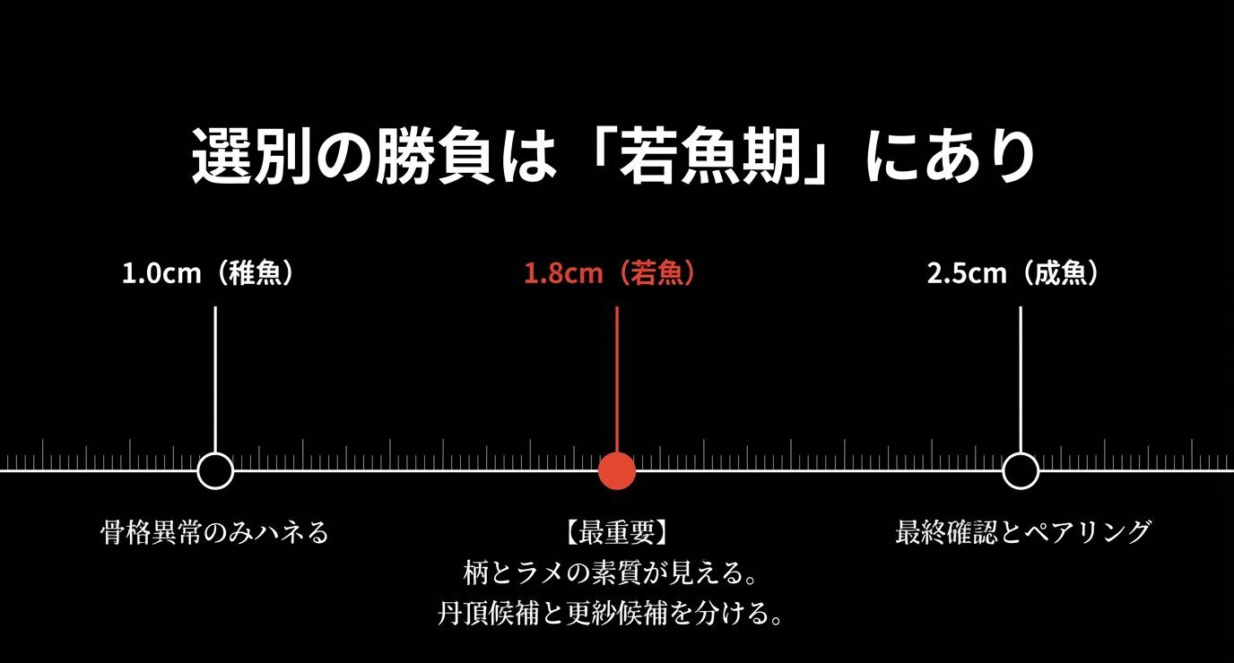 サイズ別のタイムライン。1.0cm稚魚は骨格異常のみ除外、1.8cm若魚期が最重要で柄とラメ素質が見える・丹頂候補と更紗候補を分ける、2.5cm成魚で最終確認とペアリング。
