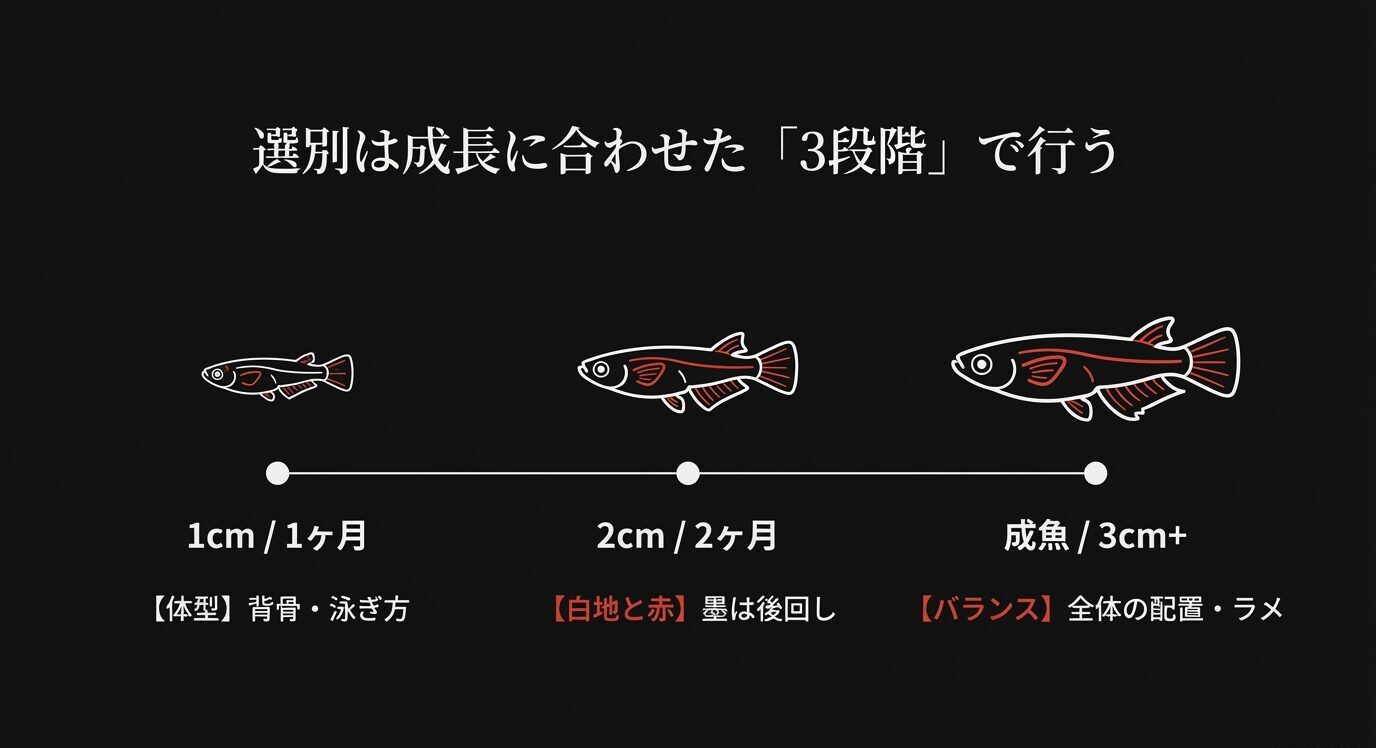選別を1cm/1ヶ月(体型・泳ぎ)、2cm/2ヶ月(白地と赤、墨は後回し)、成魚/3cm以上(全体バランス・ラメ)で行う流れを示す。