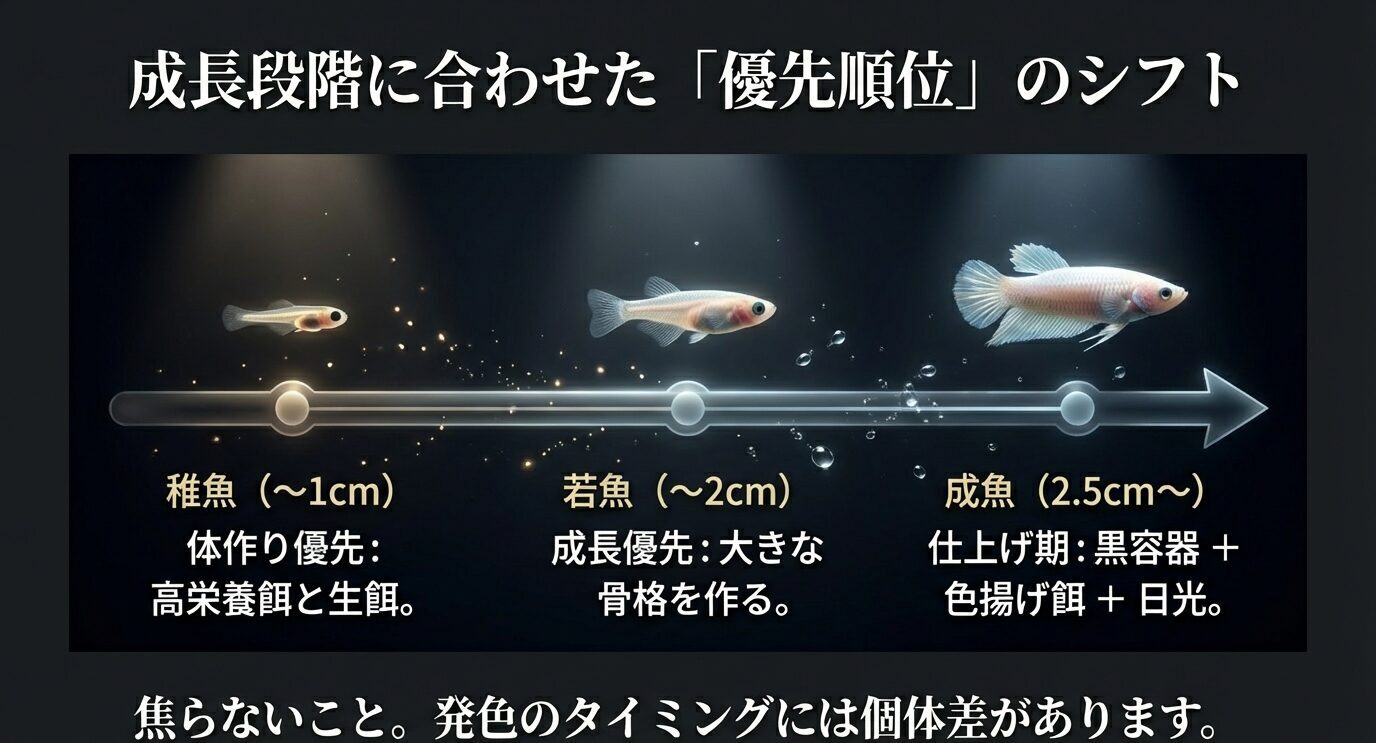 稚魚は体作り(高栄養と生餌)、若魚は成長(骨格を作る)、成魚は仕上げ(黒容器+色揚げ餌+日光)へ優先順位を移すタイムライン図のスライド。