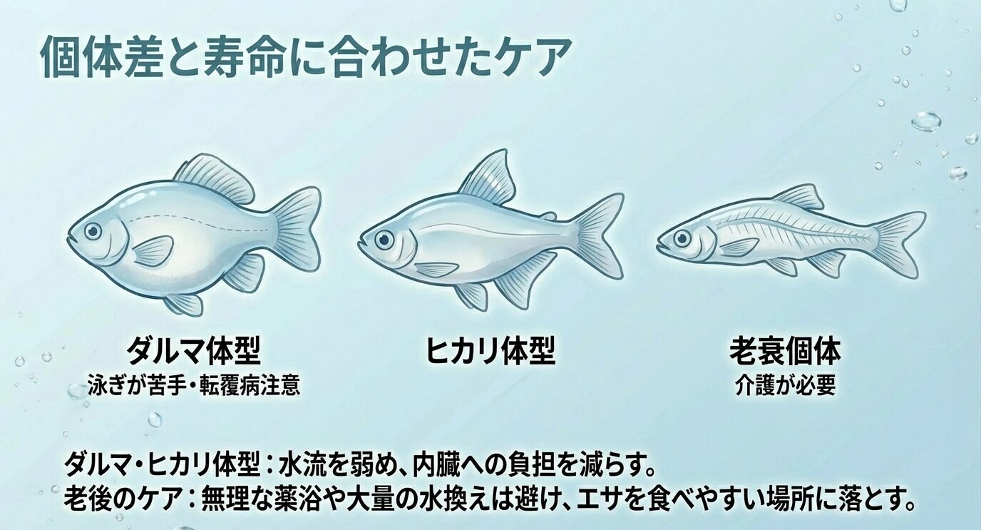 ダルマ体型は泳ぎが苦手で転覆病に注意、ヒカリ体型は体の負担が出やすいこと、老衰個体は介護が必要で、強い刺激(薬浴・大量換水)を避けて負担を減らす方針を示すスライド