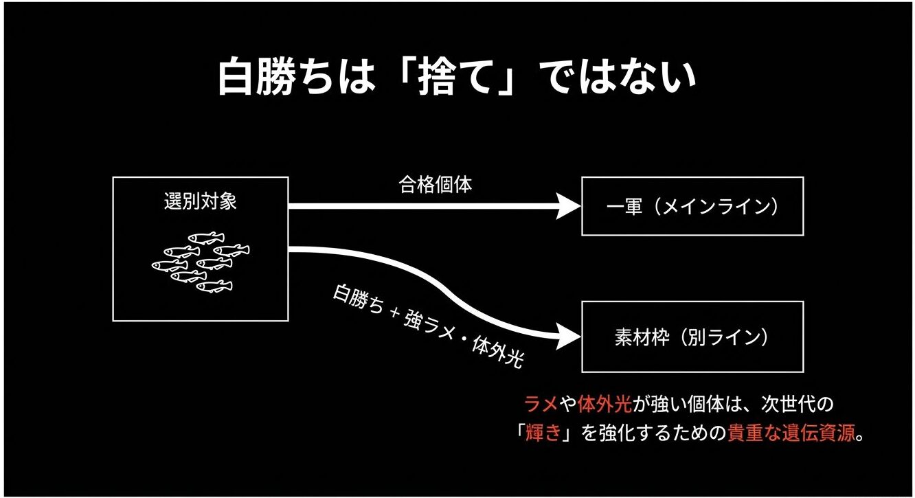 選別対象から「合格個体→一軍(メインライン)」と「白勝ち+強ラメ・体外光→素材枠(別ライン)」に分けるフローチャート。強いラメ/体外光は次世代の“輝き”を強化する遺伝資源と示される。