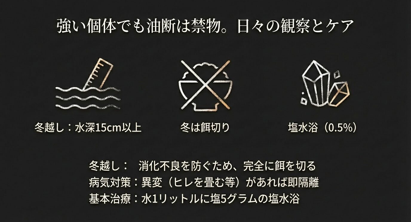 冬越しは水深15cm以上、冬は完全に餌切り、異変があれば隔離、0.5%塩水浴(1Lに塩5g)などをアイコンと文字でまとめた日々の観察・ケアのスライド。