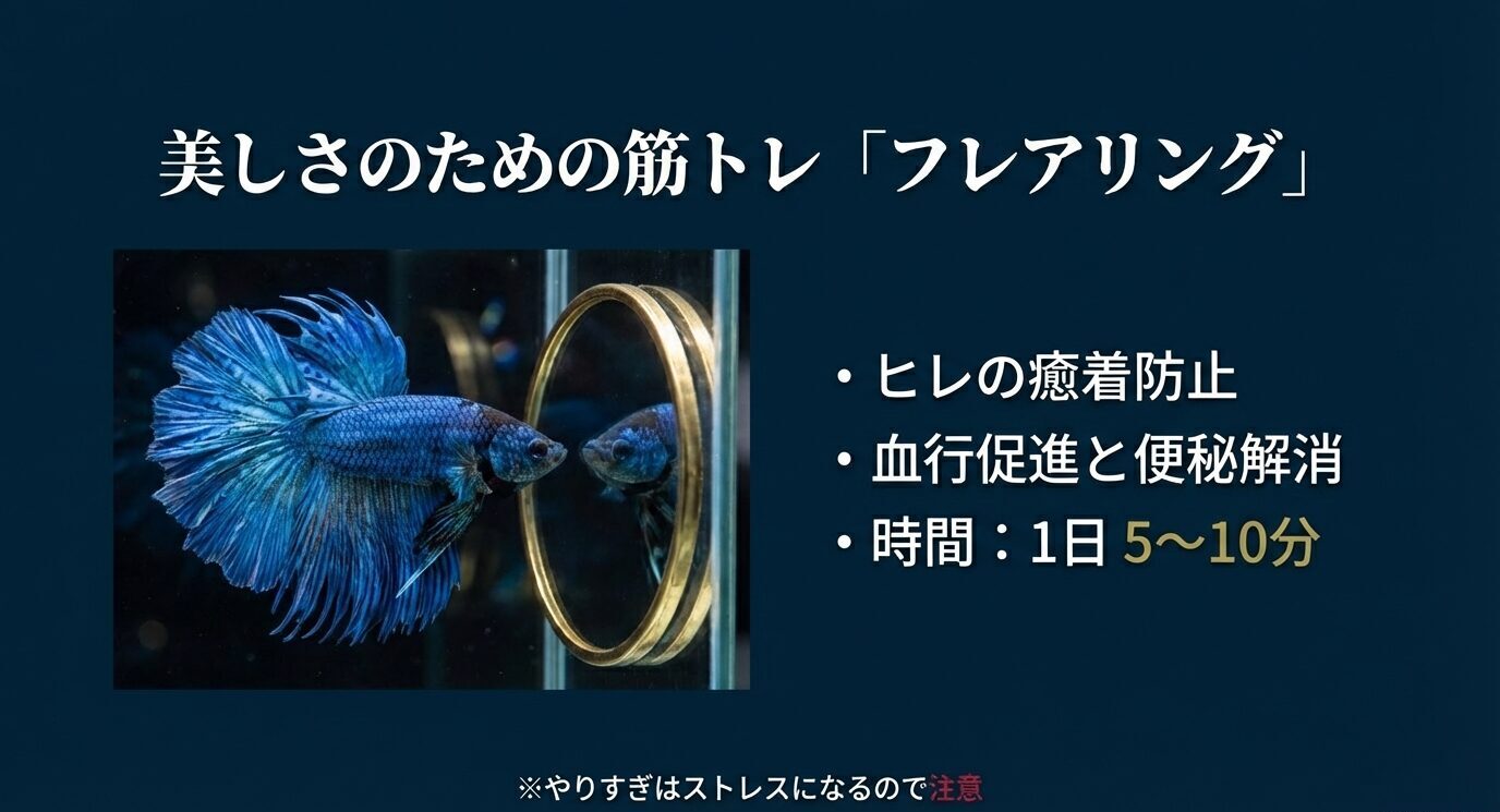 「鏡に向かってフレアリングするベタの写真。効果はヒレの癒着防止、血行促進、便秘解消。時間は1日5〜10分」