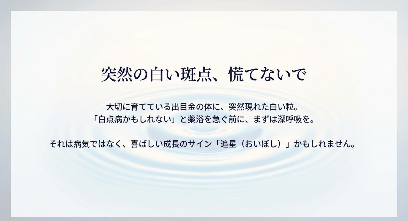 出目金に白い粒が出ても慌てず、白点病と決めつける前に「追星の可能性」を示す導入スライド