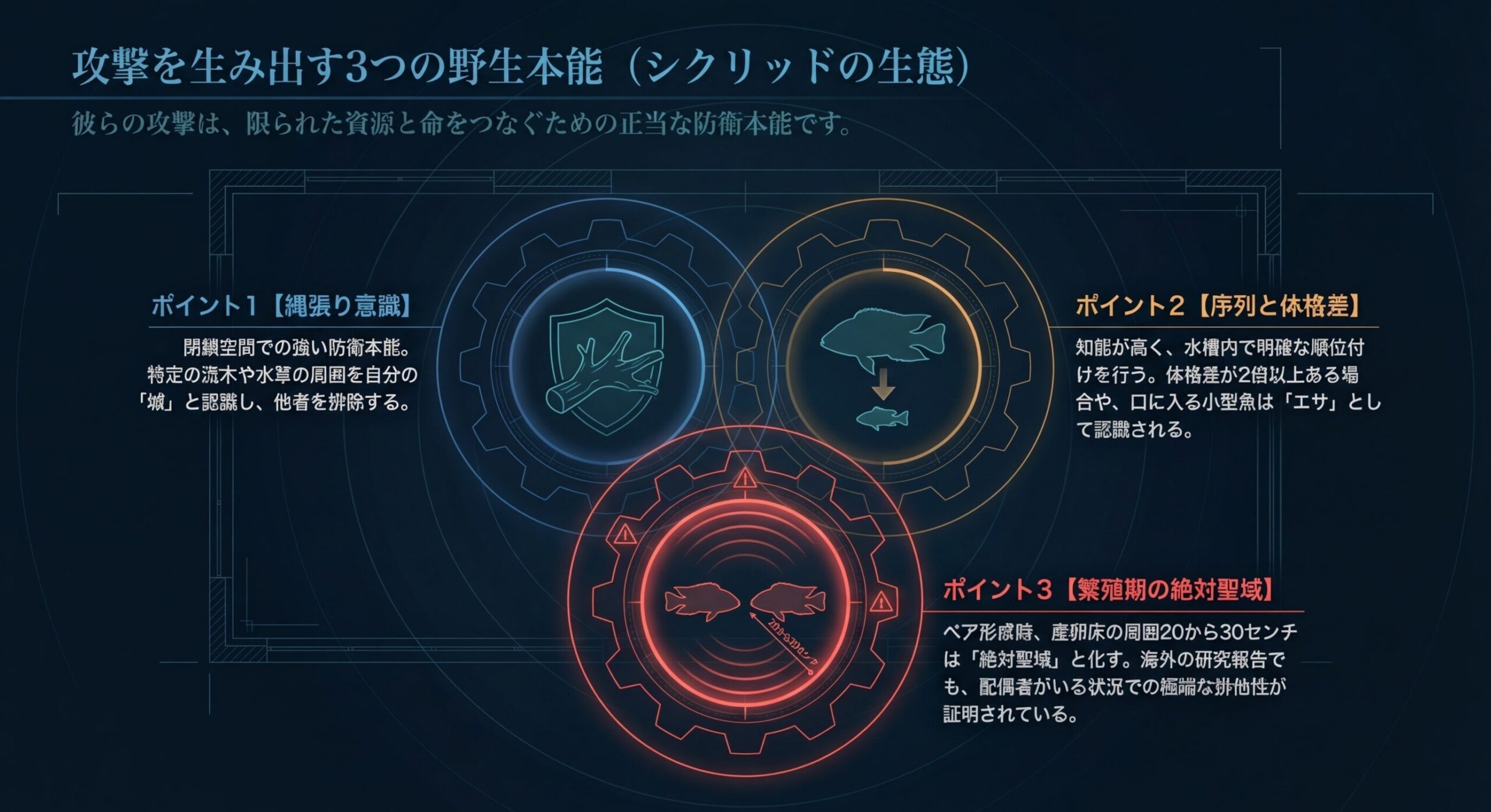 縄張り意識、序列と体格差、繁殖期の絶対聖域という3つの要因が、エンゼルフィッシュの攻撃性を生むことを図解したスライド。