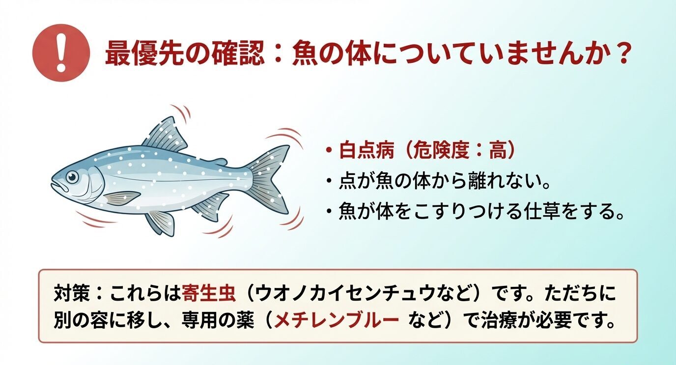白い点がついた魚のイラストとともに、魚の体から離れない点や、こすりつけ行動は白点病の可能性が高いと警告するスライド。