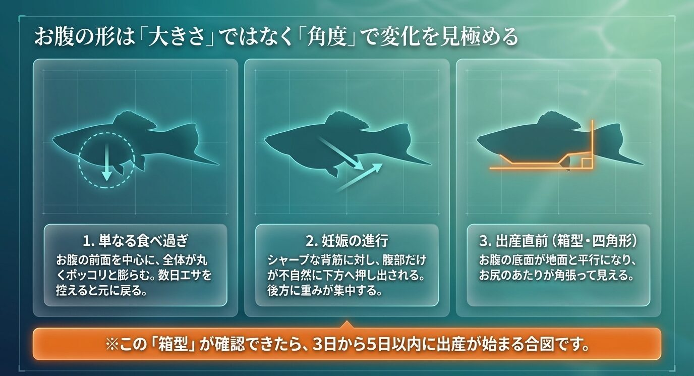 食べ過ぎによる丸い膨らみ、妊娠進行による後方への張り出し、出産直前の箱型の腹部を3段階で比較した解説スライド
