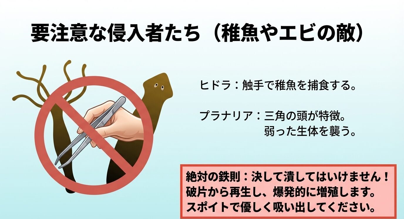 ヒドラとプラナリアのイラストに、潰さずスポイトで優しく吸い出すべきだと強調した注意喚起スライド。