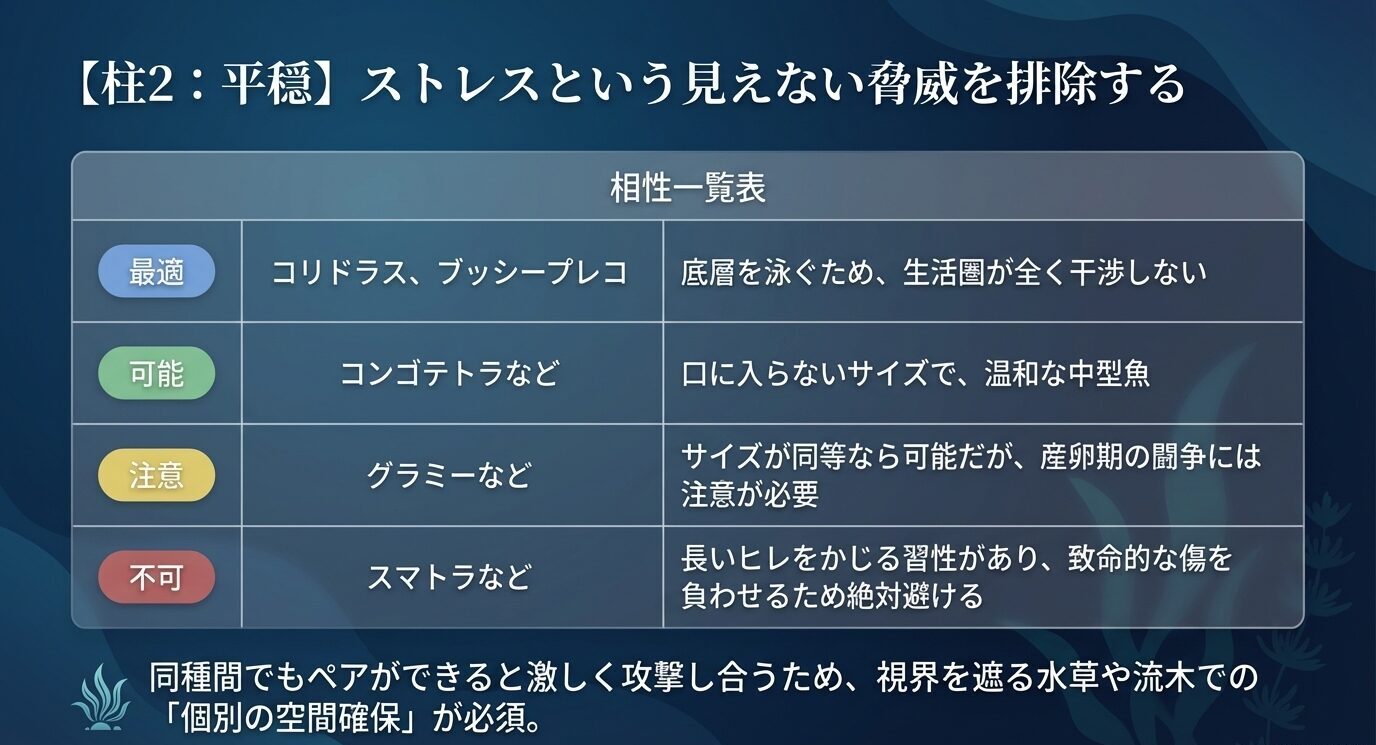 コリドラスとブッシープレコは最適、コンゴテトラは混泳可能、グラミーは注意、スマトラは不可と示し、同種間でも視界を遮るレイアウトが必要だと説明したスライド。