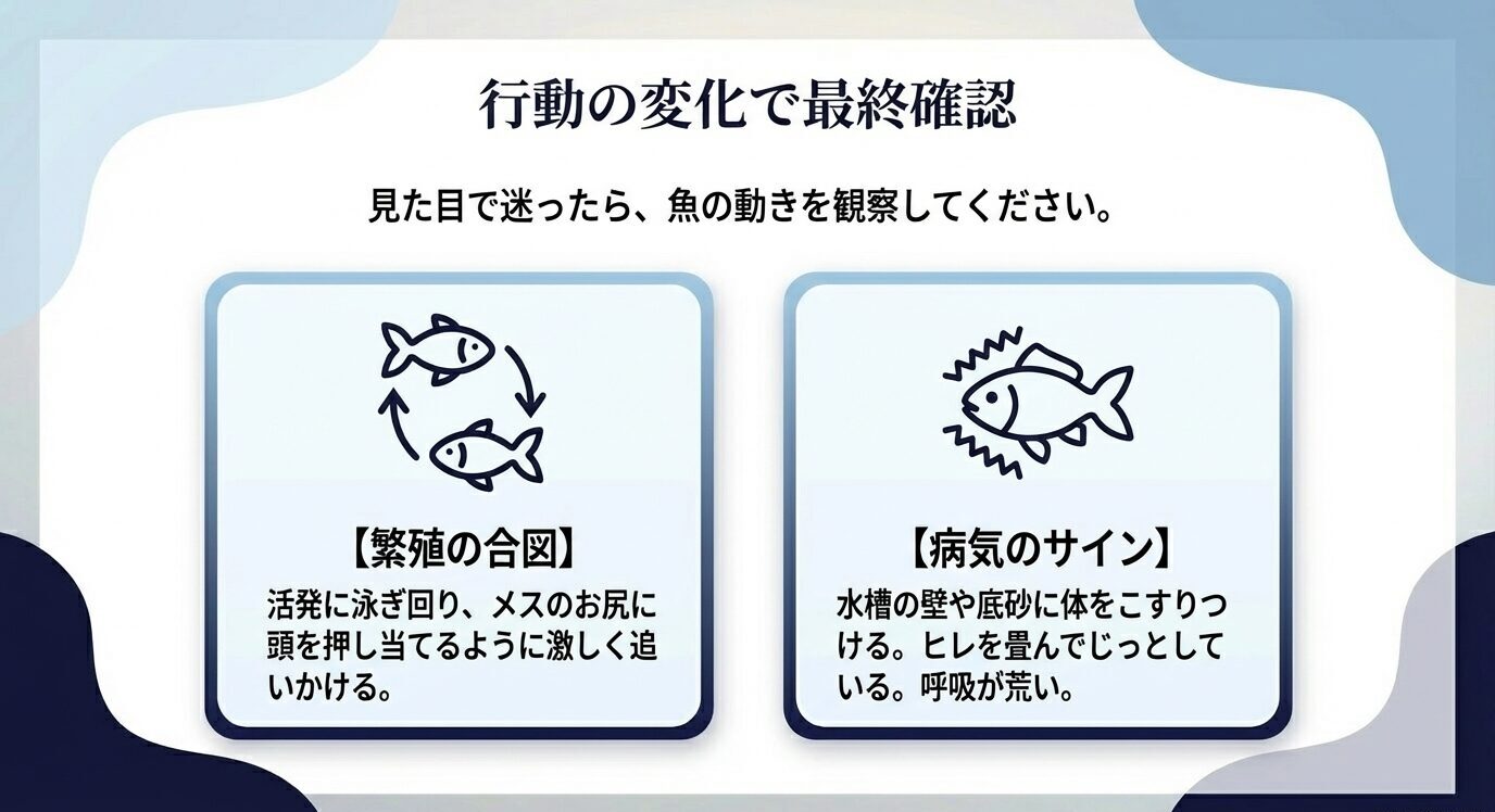 繁殖の追尾(メスのお尻を狙って追う)と、病気のサイン(体をこする・ヒレを畳む・呼吸が荒い)をイラストで対比するスライド